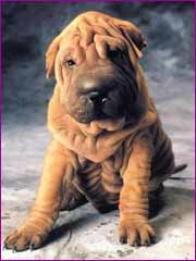 sharpei